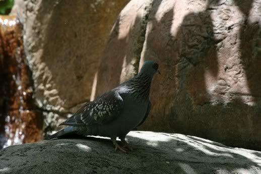 Speckled_Pigeon.jpg