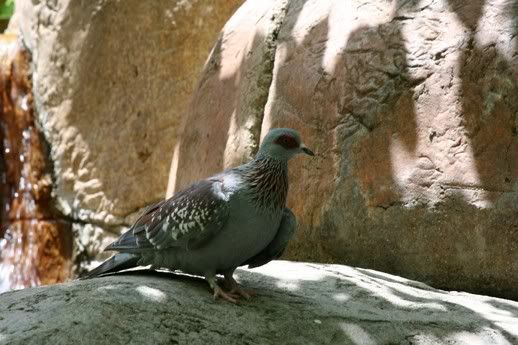 Speckled_pigeon2.jpg