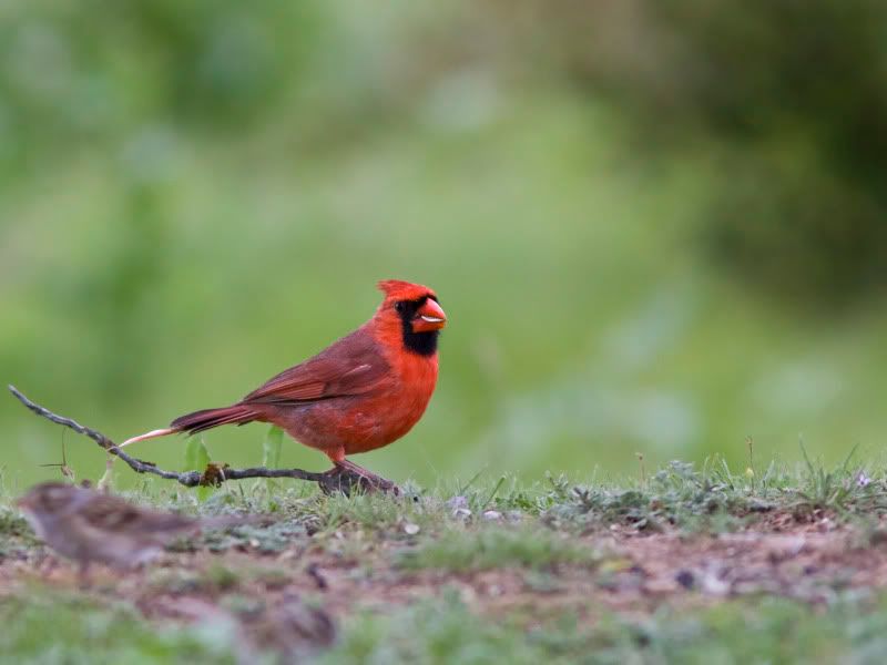 Cardinal3.jpg