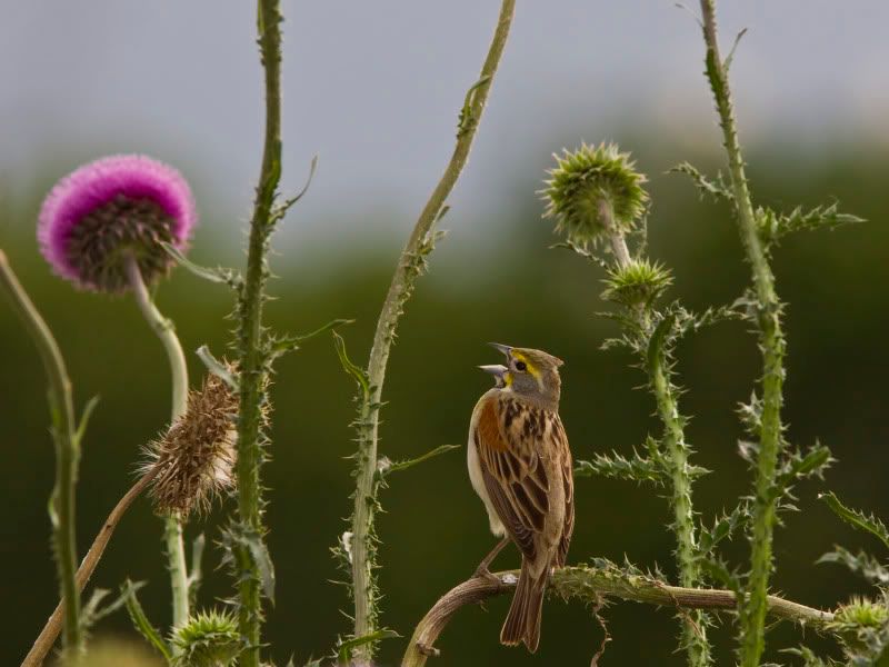 Dickcissel1resized-1.jpg