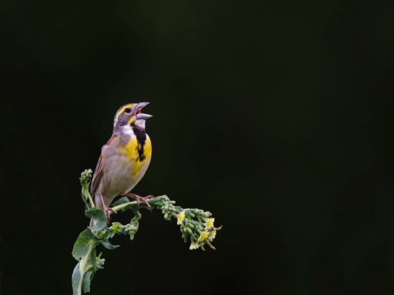 Dickcissel4resized-1.jpg