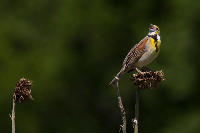 DickcisseldoingSinatra.jpg