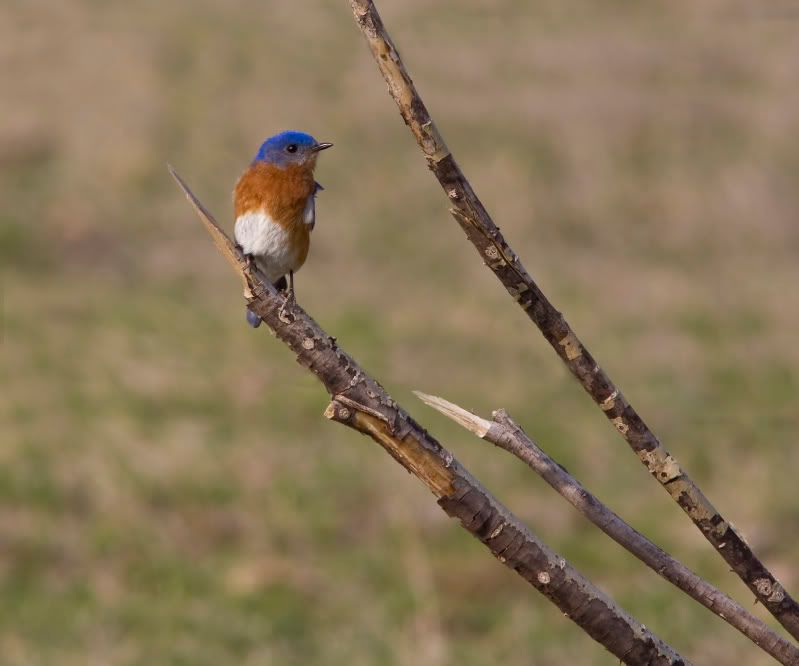 EasternBluebird14.jpg