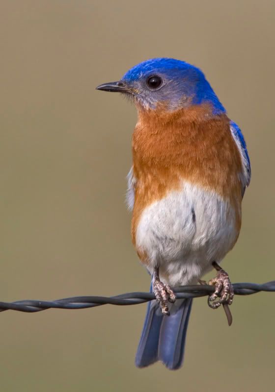 EasternBluebird15.jpg