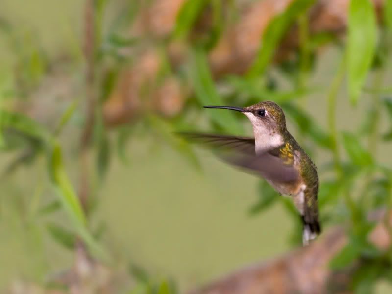 Hummingbird2resized.jpg