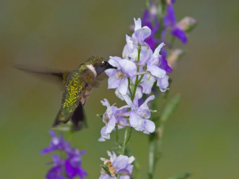 RubyThroatedHummingbirdatLarkspur2.jpg