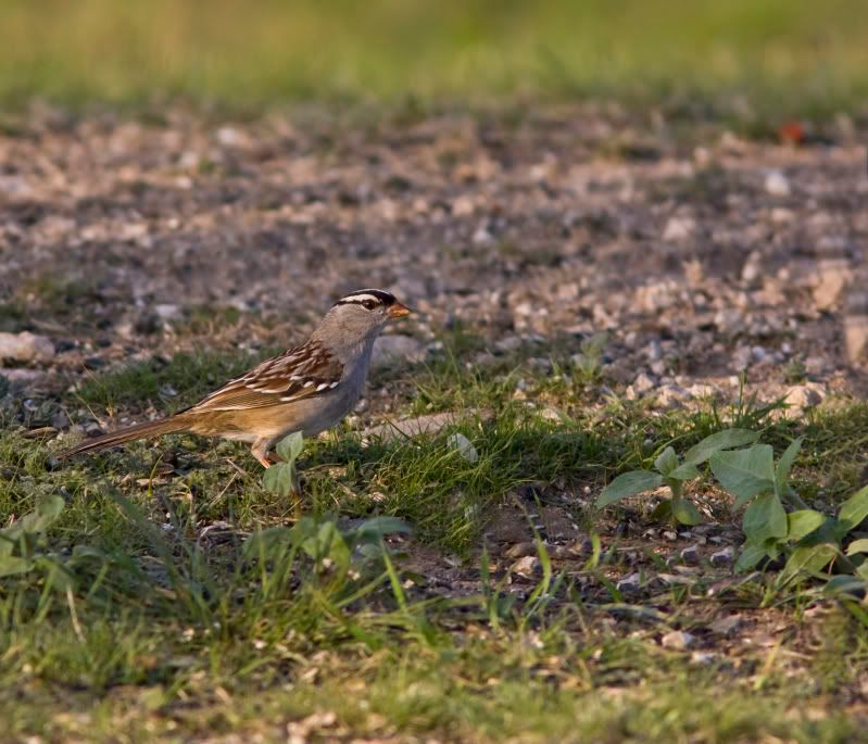 WhiteCrownedSparrow1resized.jpg