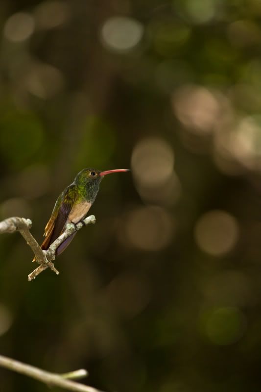 BuffBelliedHummingbird4.jpg