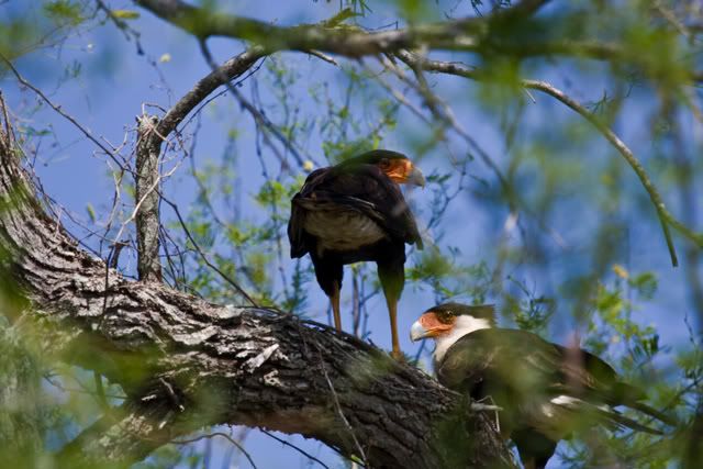 CrestedCaracara14.jpg