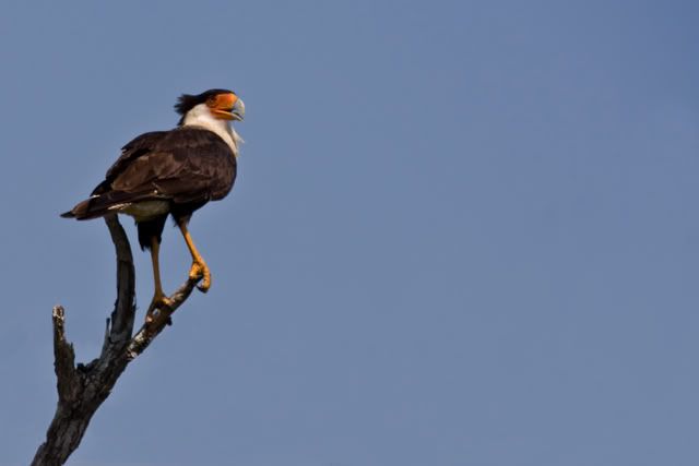 CrestedCaracara2c.jpg