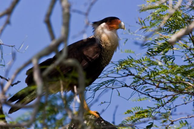 CrestedCaracara4.jpg