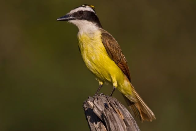 GreatKiskadee6-1.jpg