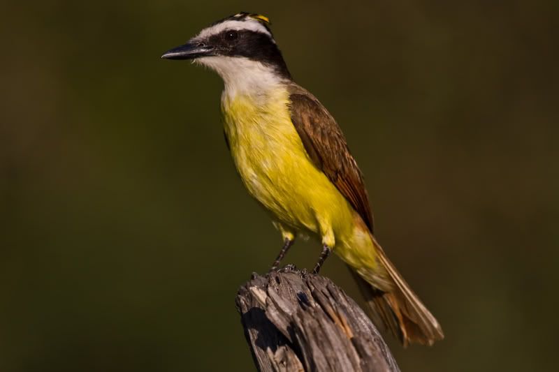 GreatKiskadee6.jpg