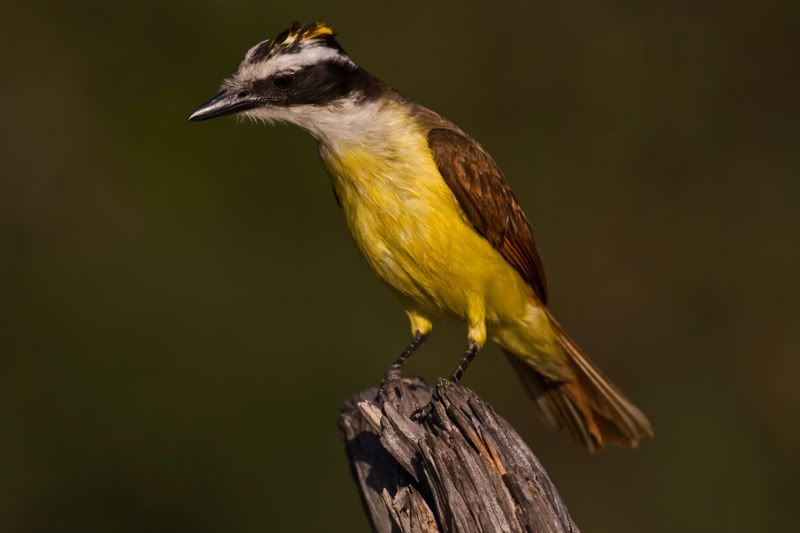 GreatKiskadee7.jpg