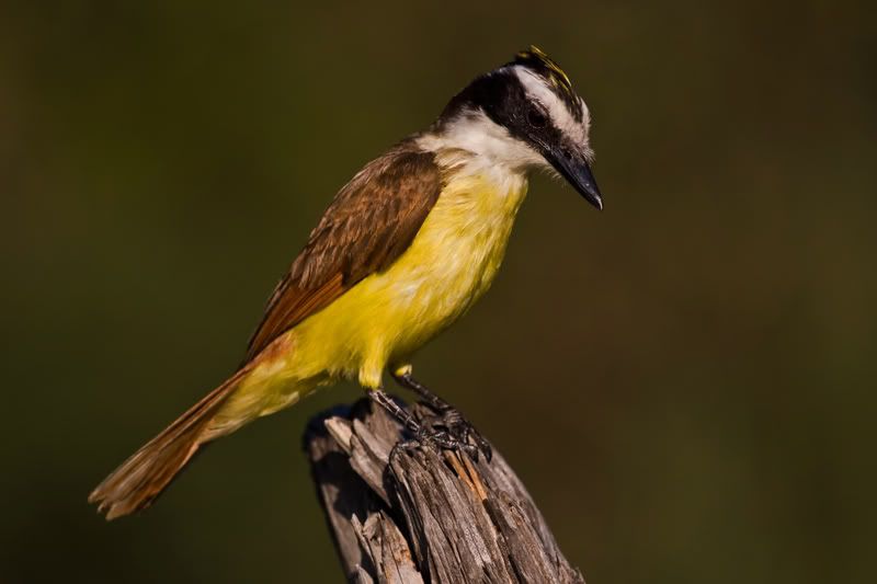 GreatKiskadee8.jpg