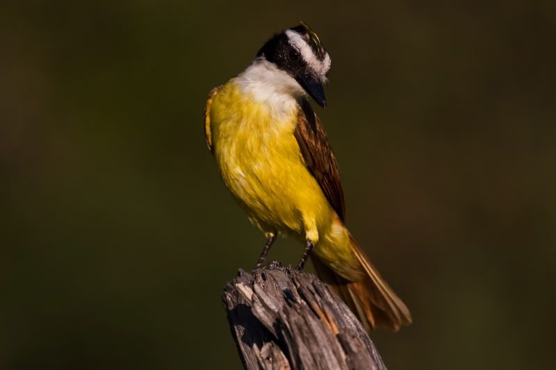 GreatKiskadee9.jpg