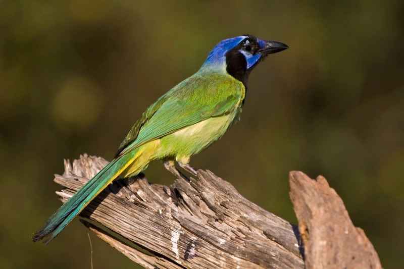 GreenJay6.jpg