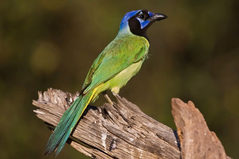 GreenJay8.jpg