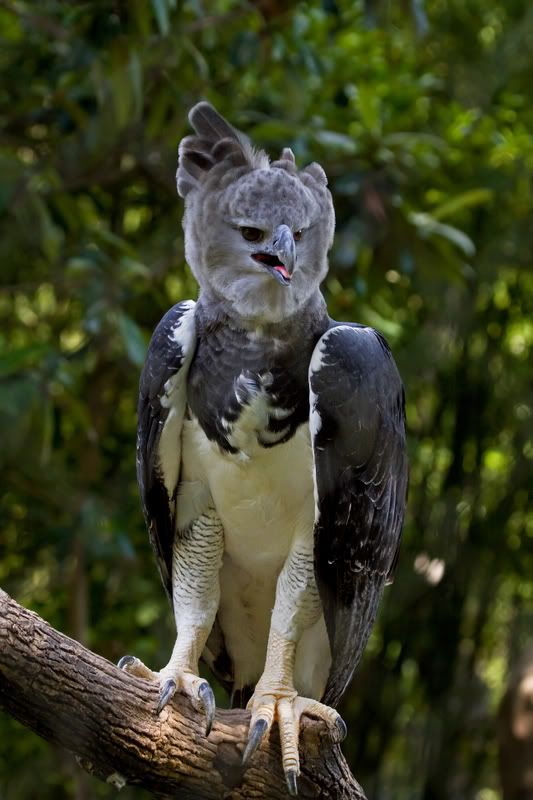 HarpyEagle1.jpg