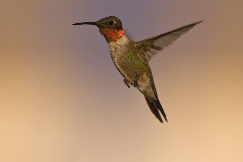 RubyThroatedHummingbird12.jpg