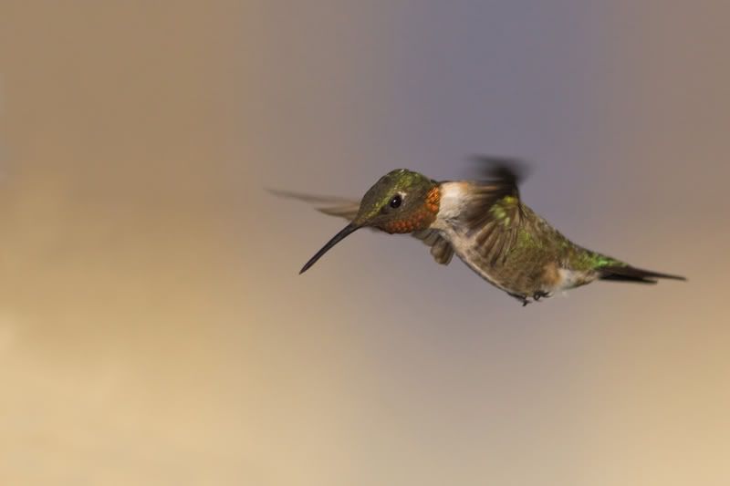 RubyThroatedHummingbird14.jpg