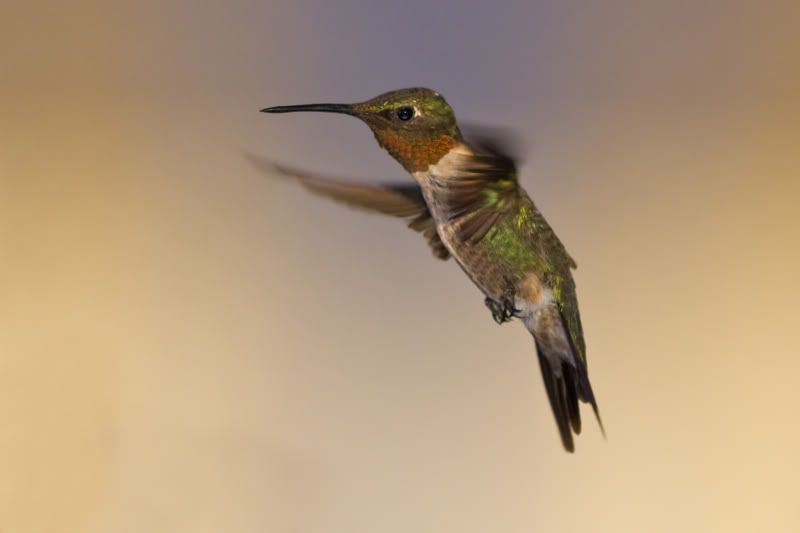 RubyThroatedHummingbird15.jpg