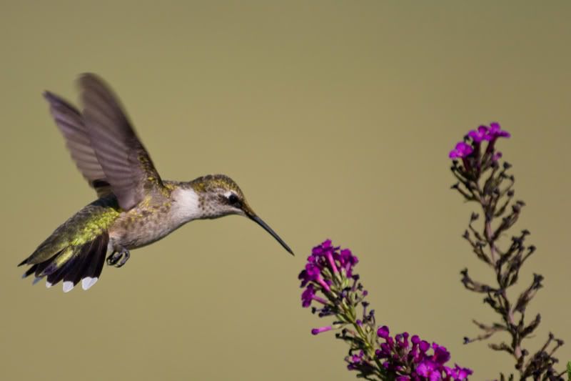 RubyThroatedHummingbird2.jpg