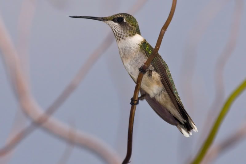 RubyThroatedHummingbird37.jpg