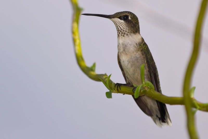 RubyThroatedHummingbird38.jpg