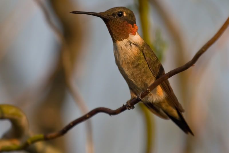 RubyThroatedHummingbird43.jpg