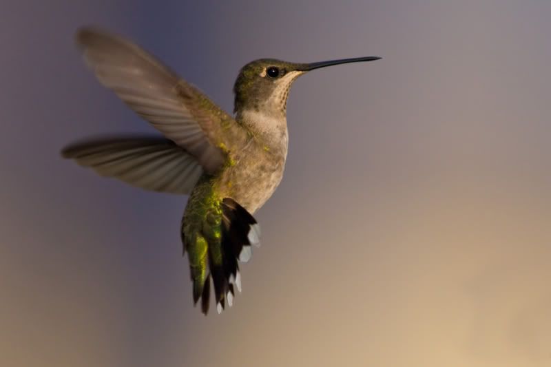 RubyThroatedHummingbird46.jpg