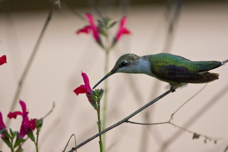 RubyThroatedHummingbird53.jpg