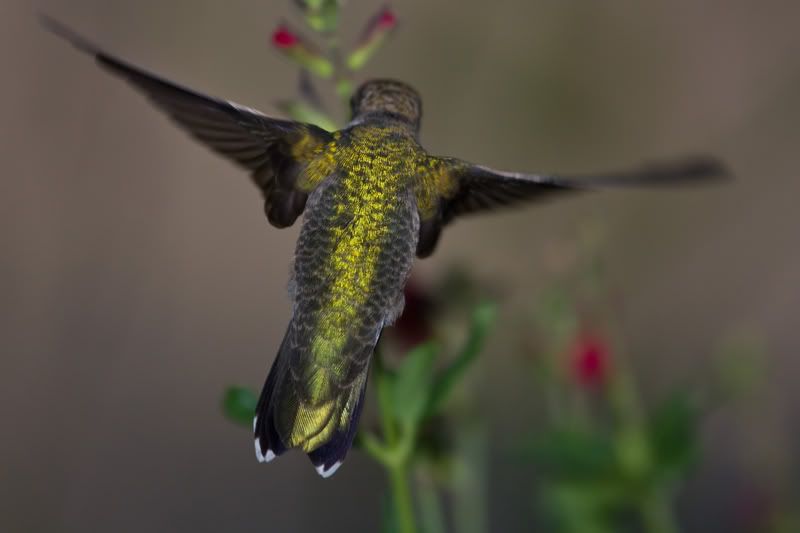 RubyThroatedHummingbird54.jpg