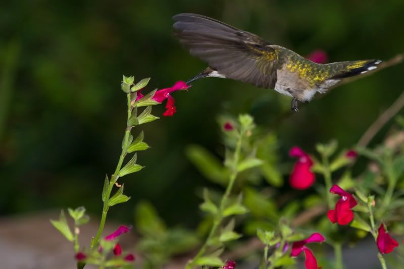 RubyThroatedHummingbird57.jpg