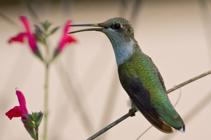 RubyThroatedHummingbird58.jpg