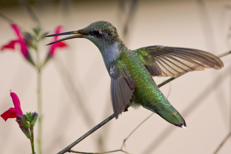 RubyThroatedHummingbird59.jpg