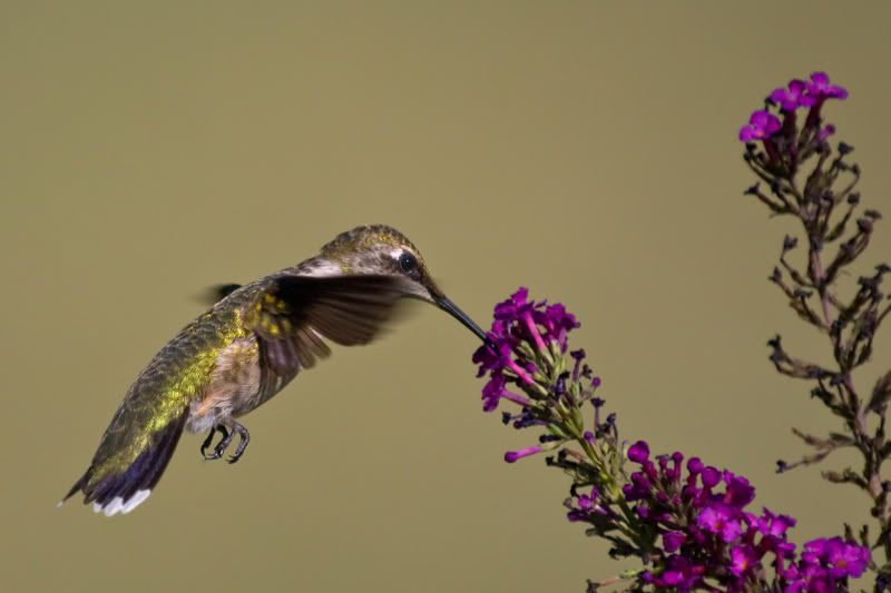 RubyThroatedHummingbird6.jpg