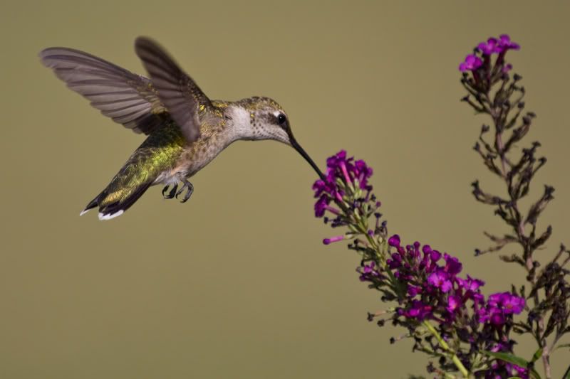 Rubythroatedhummingbird1.jpg