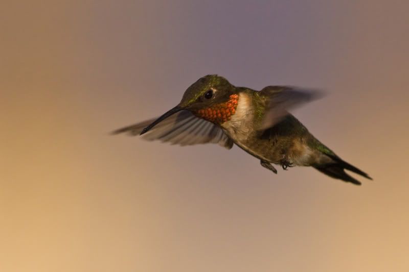 Rubythroatedhummingbird62.jpg