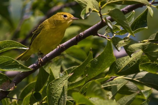 YellowWarbler10.jpg