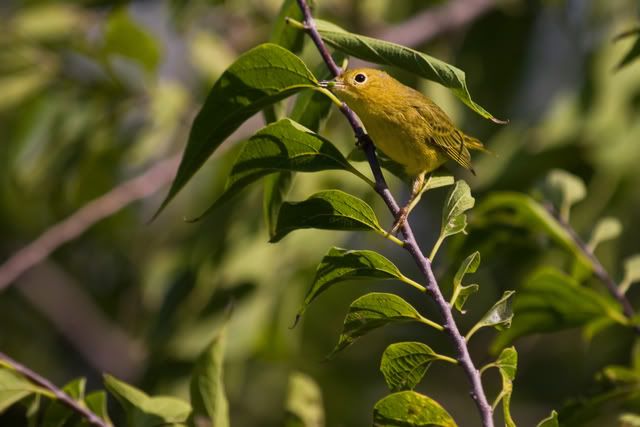 YellowWarbler3.jpg