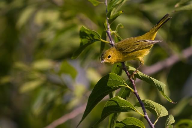 YellowWarbler5.jpg