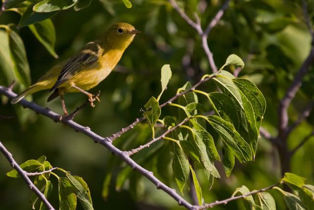 YellowWarbler6.jpg