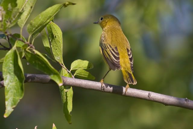 YellowWarbler7.jpg