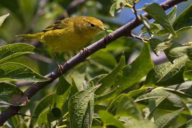 YellowWarbler9.jpg