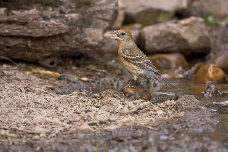 BlueGrosbeak5.jpg