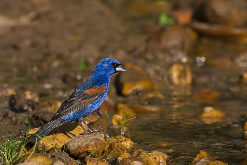 BlueGrosbeak6.jpg