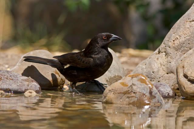 BronzedCowbird1.jpg