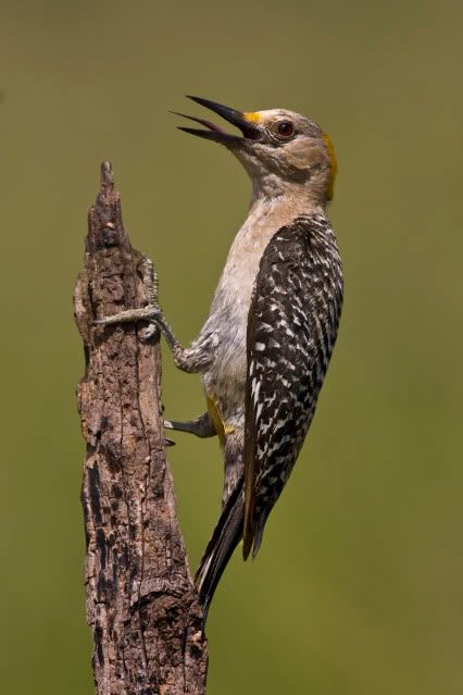 GoldenFrontedWoodpecker1.jpg