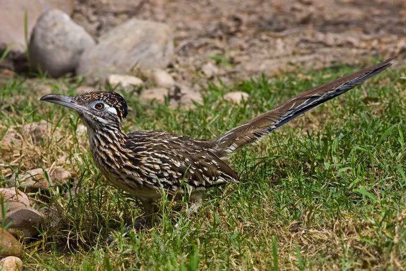 GreaterRoadrunner2_1.jpg